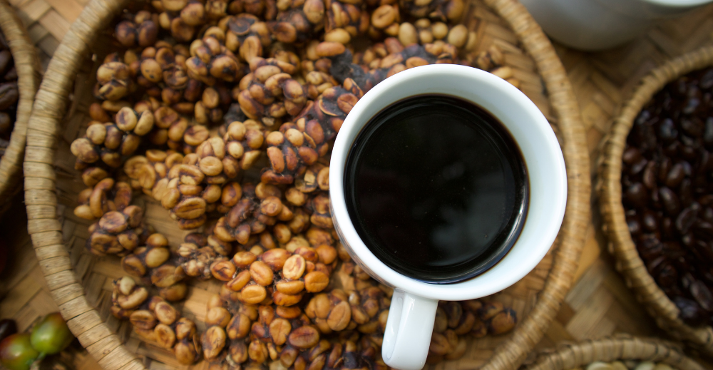 coffee beans excreted by the civet