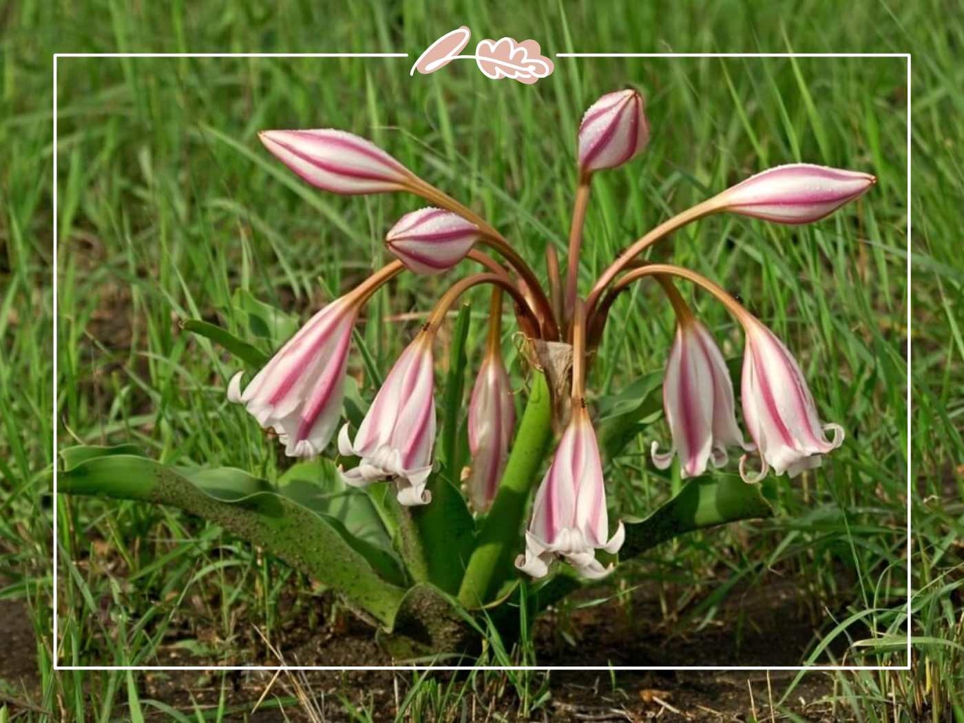 Striped pink-and-white bell-shaped wildflowers growing low in green grass