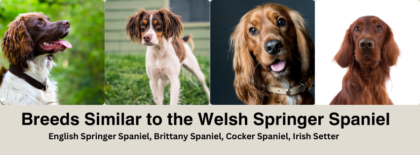 A Photo Collage of breeds similar to the Welsh Springer Spaniel