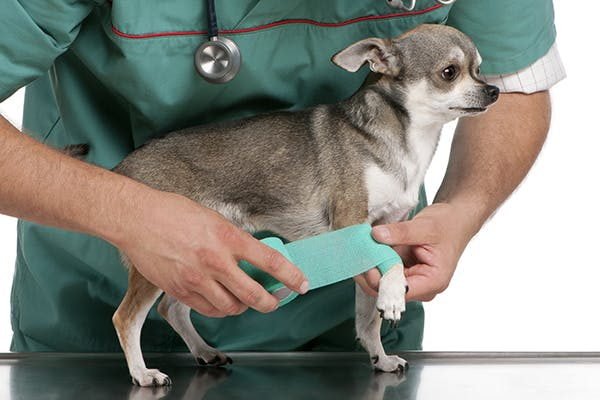 7d60bb38 4ee6 4c85 a336 8cac29f79886 Dog Broken Toe - Things You Need to Know About The Injury and Its Treatment Options