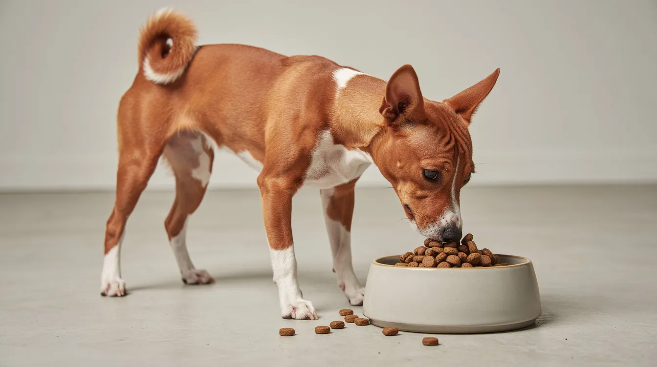 A Basenji dog, known for its intelligent and independent nature, is happily eating high-quality dog kibble from a bowl. The dog has a fine coat with a chestnut red color and white markings, showcasing the breed's characteristic erect ears and curled tail.