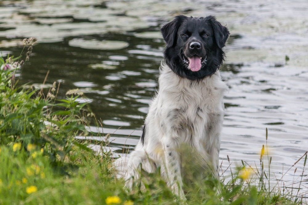A happy Stabyhoun sitting next to a lake