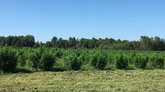 CBD comes from legal hemp growers through an extraction process