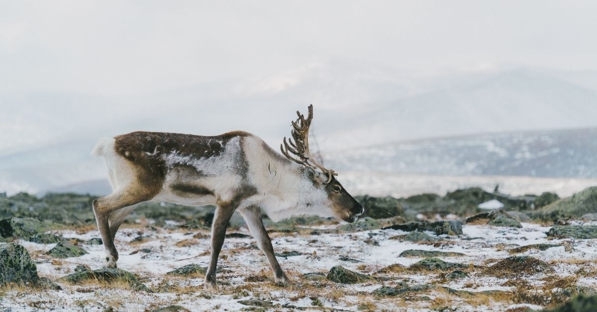 Winter in Mongolia