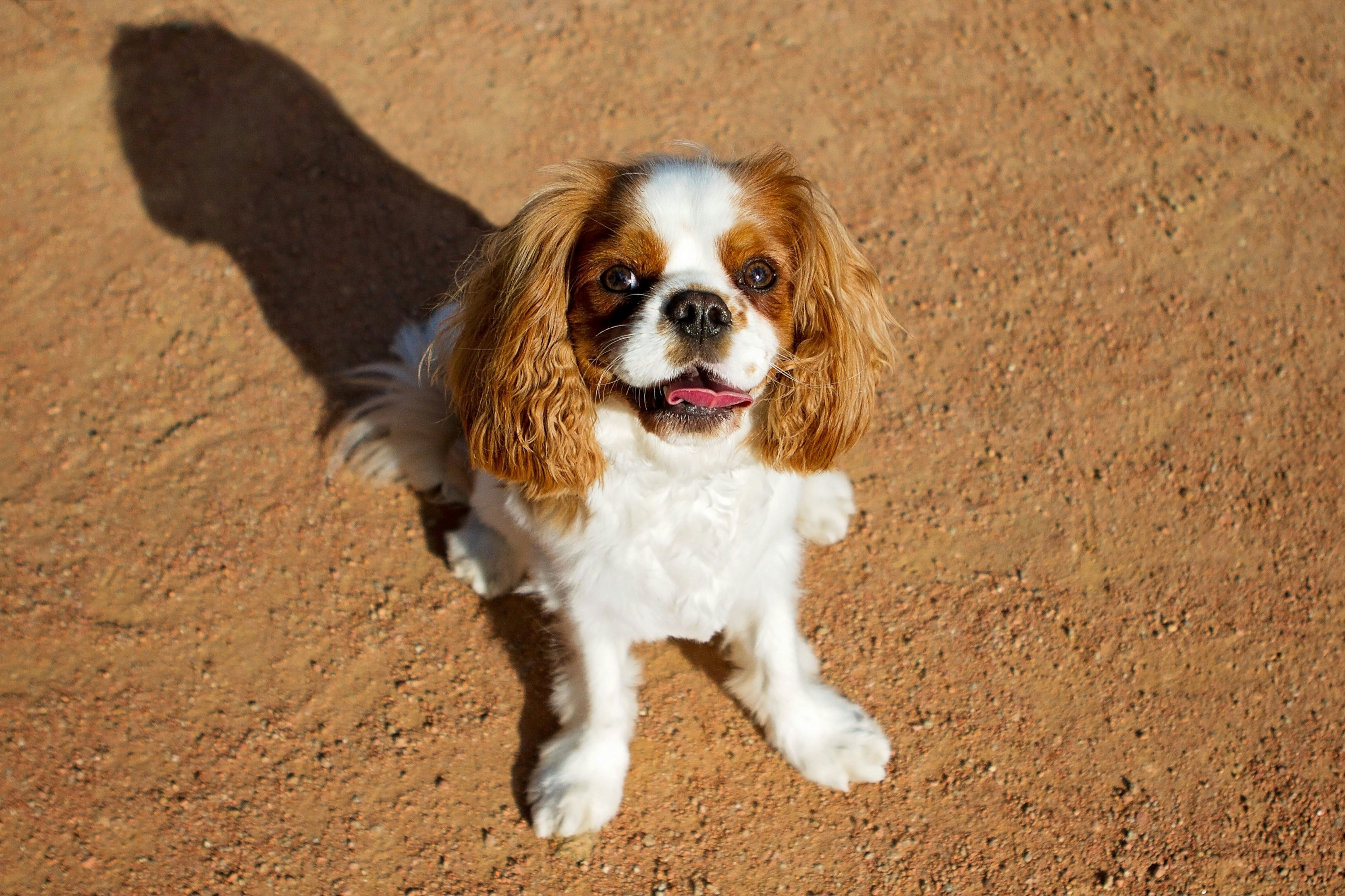 dog park, dog parks, anxious dog, 