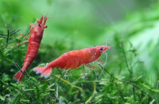 the cherry shrimp