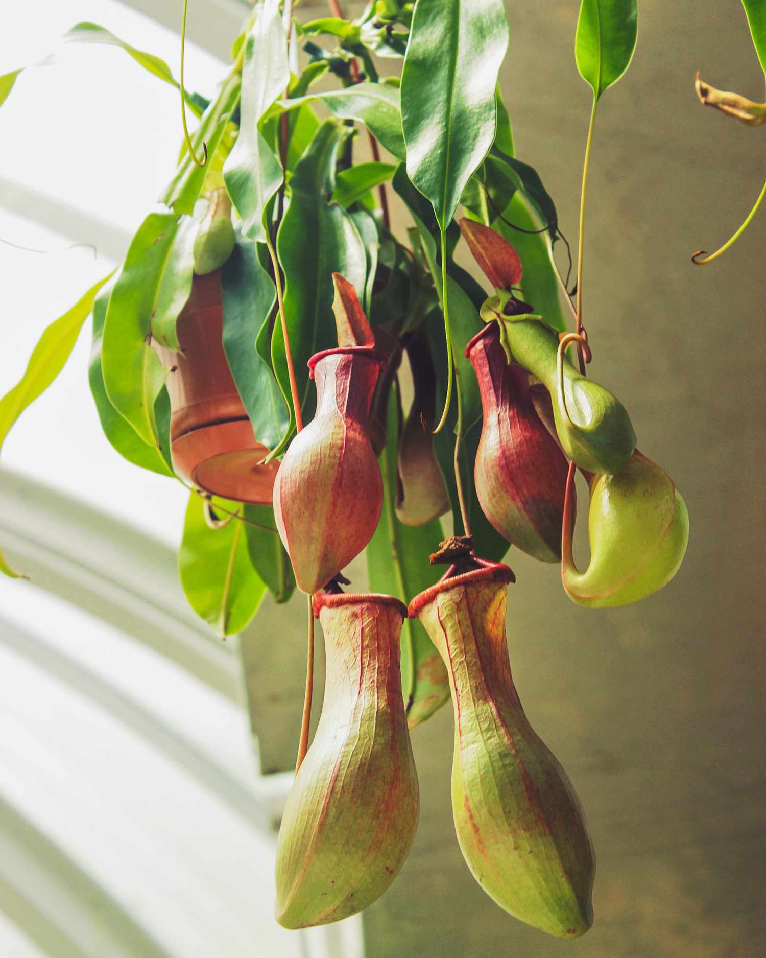 Tropical Pitcher Plant