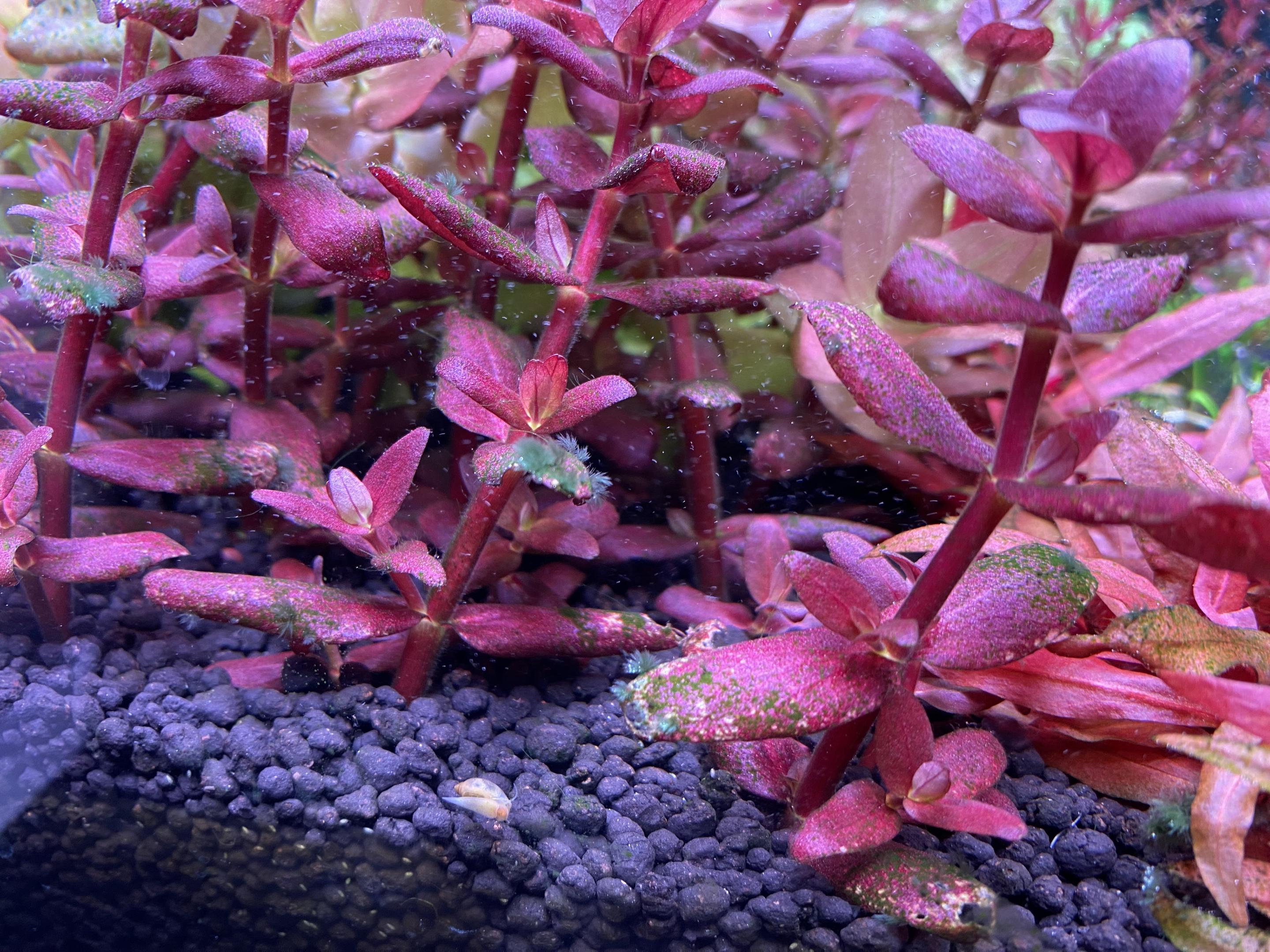 Bottom leaves of Bacopa salzmannii covered with algae