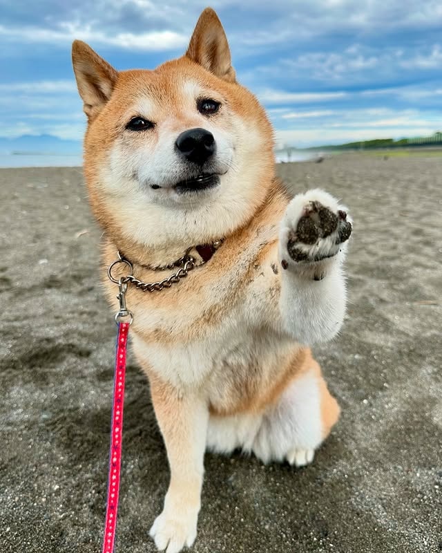 shiba inus are intelligent and capable of being trained.