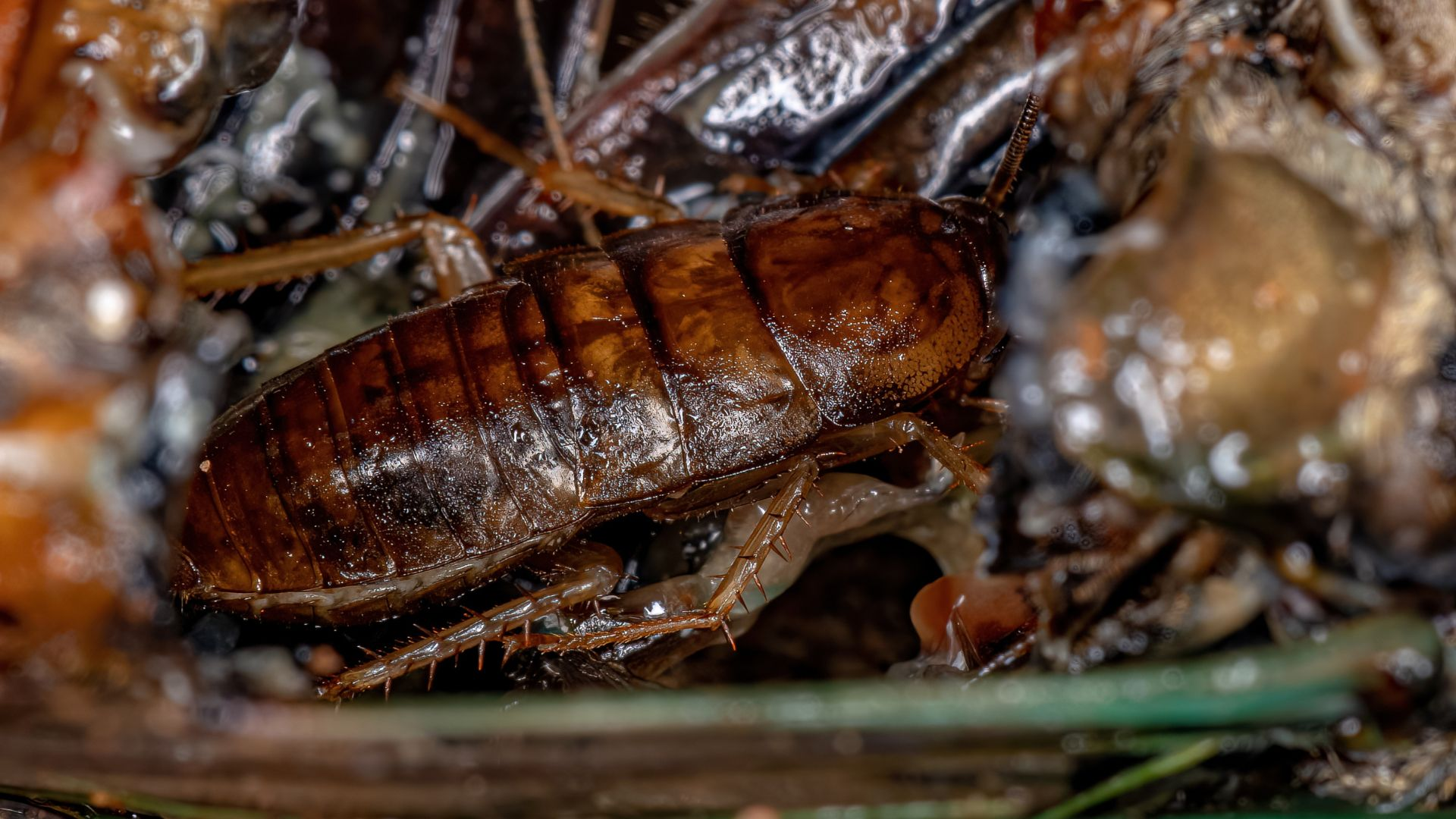 An image of a wood cockroach nymph feeding on organic material.