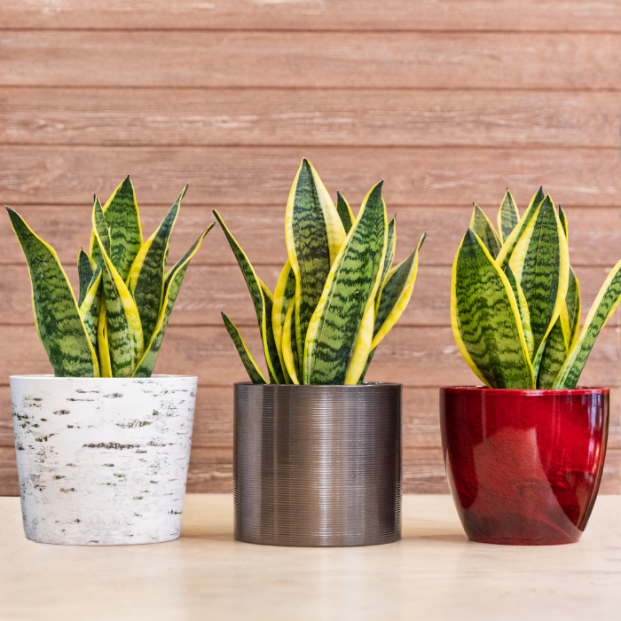 Snake plant varieties with unique and air-purifying leaves