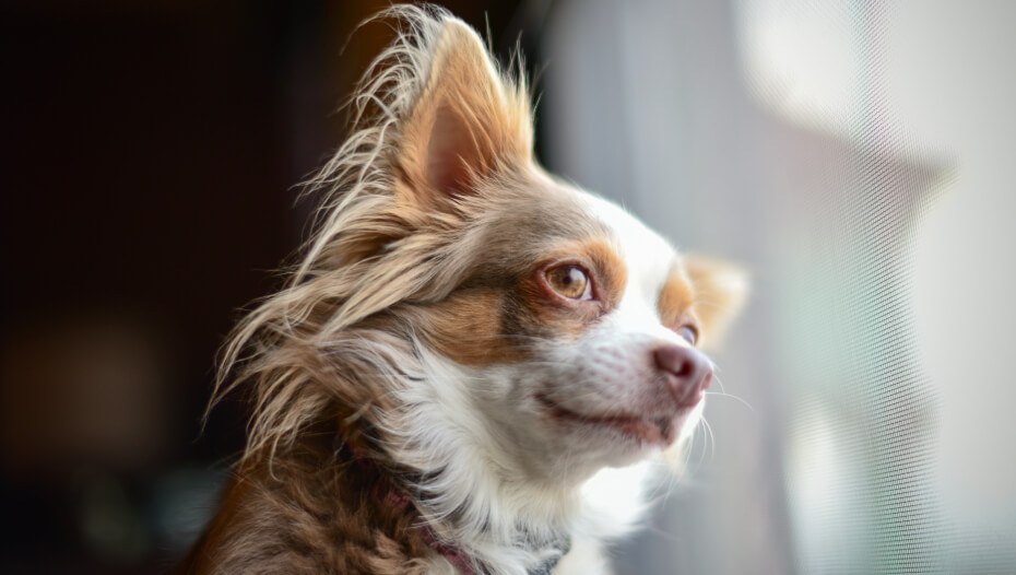 chihuahua coat, chihuahua dog