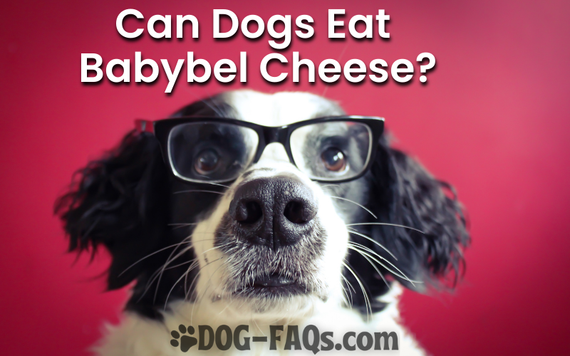 Can Dogs Eat Babybel Cheese?