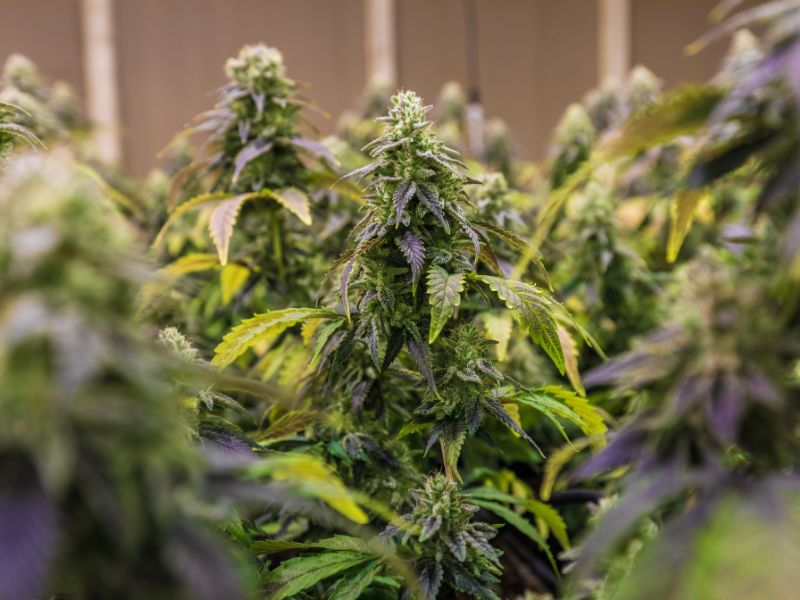 cannabis plants flowers grow