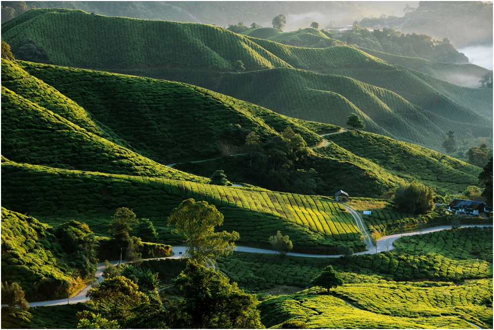 famous location among tourists tea plantation east coast east malaysia south china sea malaysia gunung mulu national park