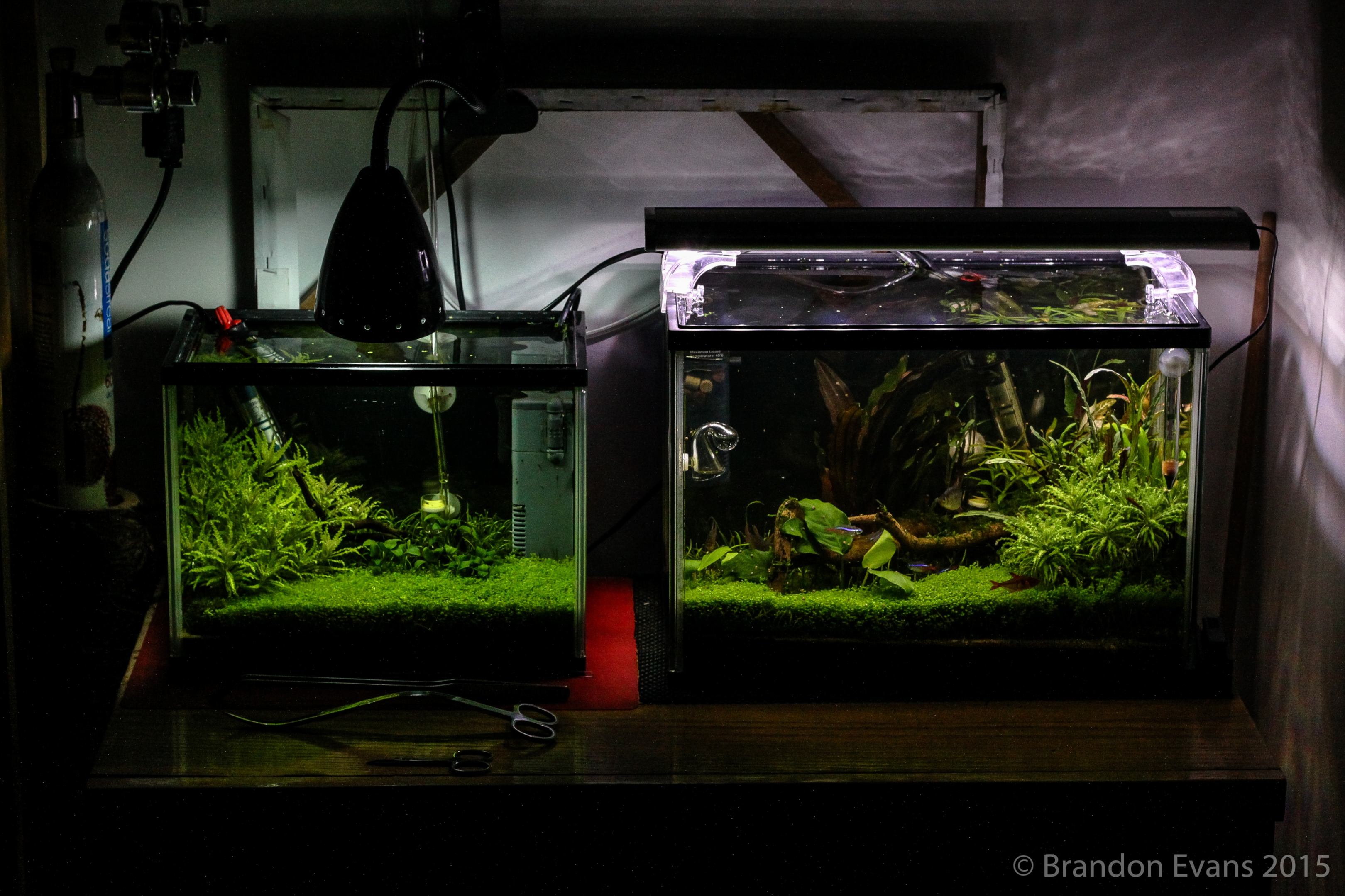 planted aquarium by Brandon Evans