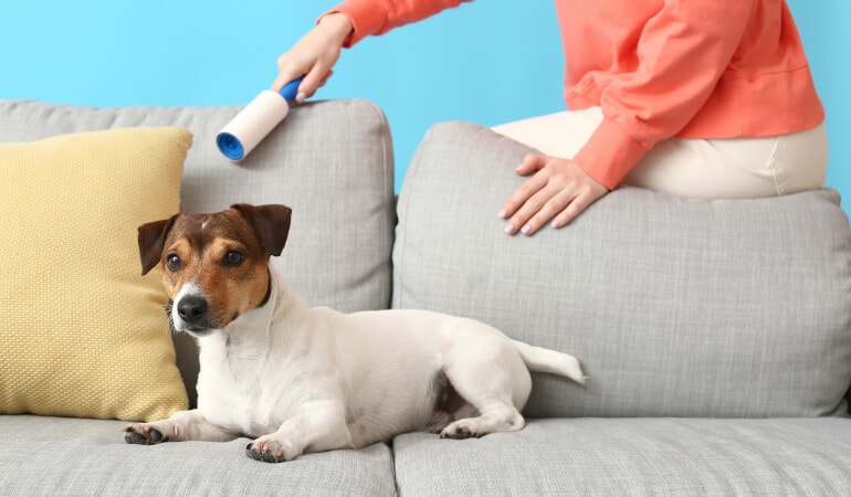 Protecting Microfiber Furniture from Dogs