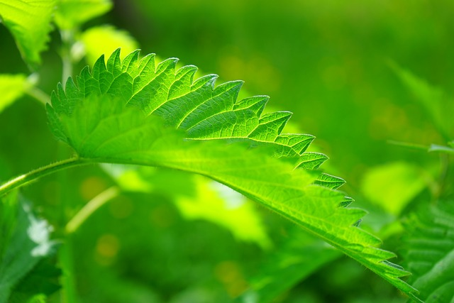 seasonal allergic rhinitis could be treated with stinging nettle