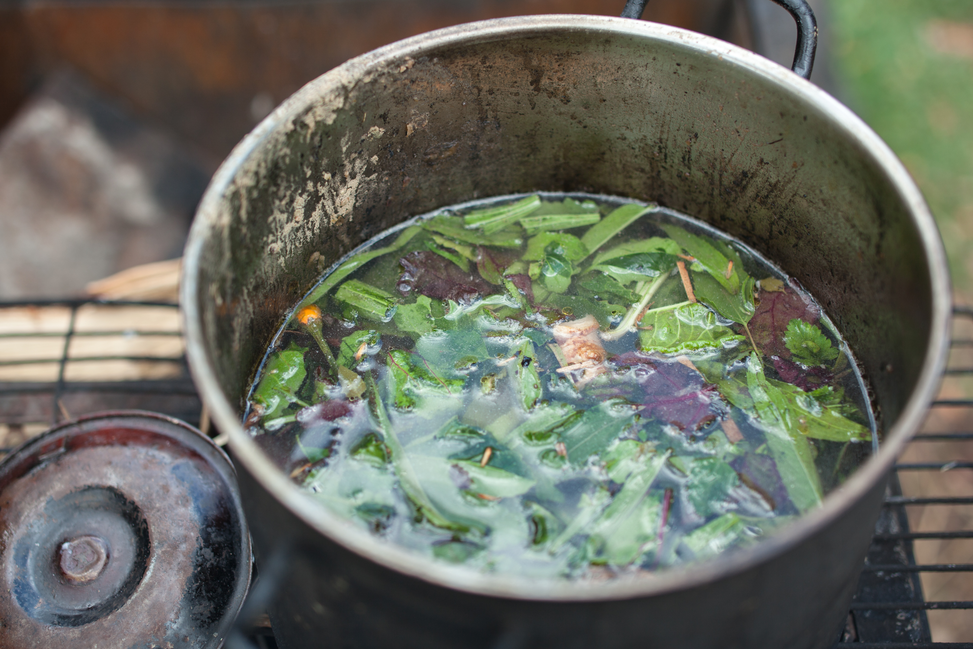 Ayahuasca, psychoactive drugs and other plant medicines