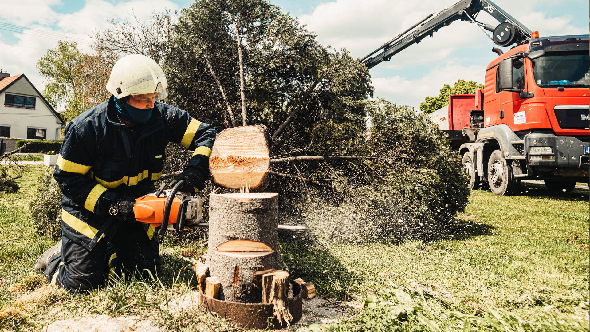 An professional tree care company removing a tree and stump.