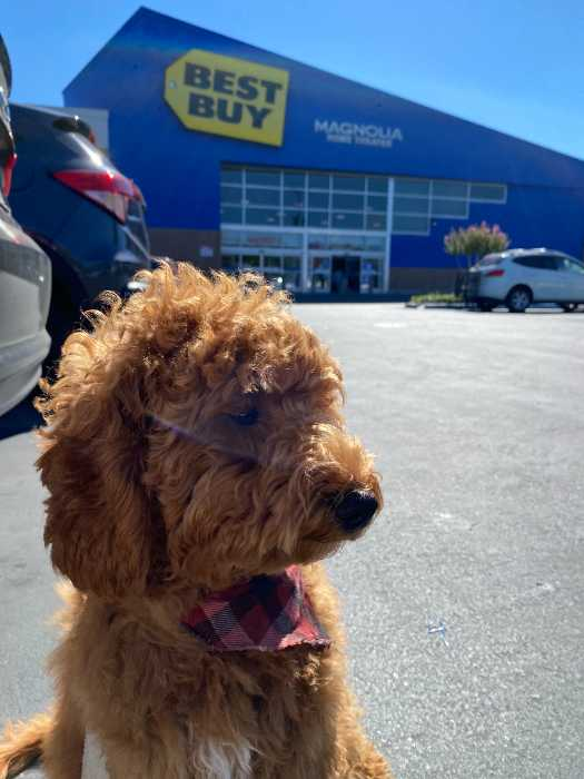 Dog in front of a pet-friendly Best Buy location. 