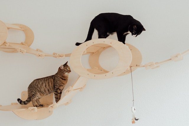 Cat toys hotsell play by themselves