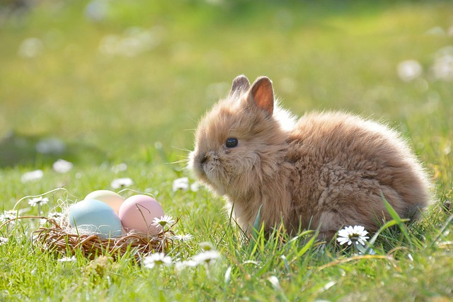 easter easter bunny easter bunny egg