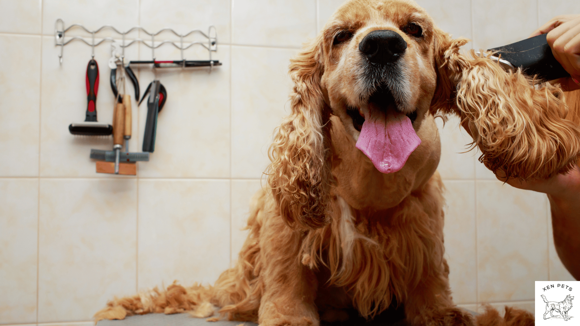 dog at the groomers