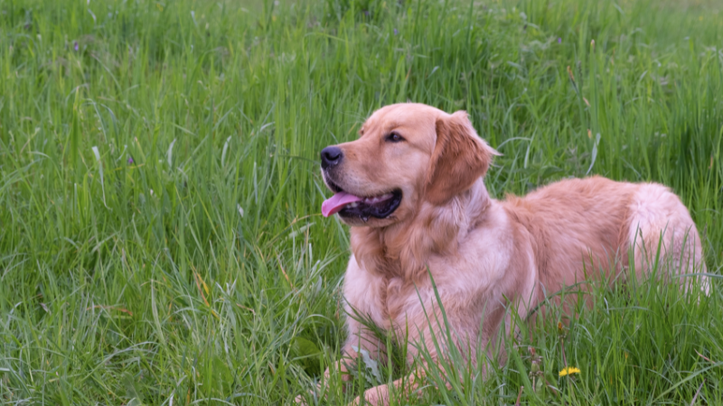 60+ Names for Golden Retrievers - PetHelpful