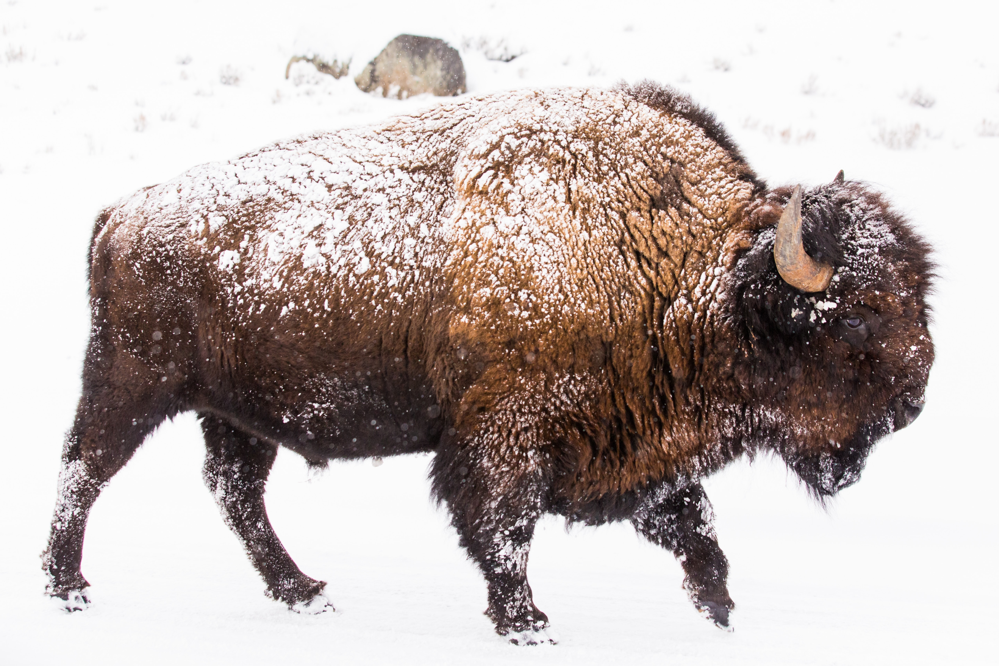 elk island retreat, watch woods bison in winter