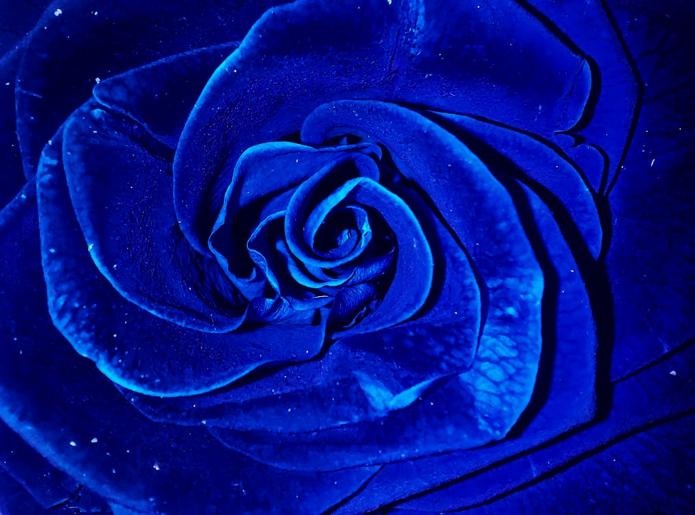 A midnight Blue Rose