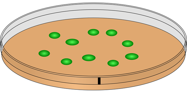 petri dish, innoculation, bacteria