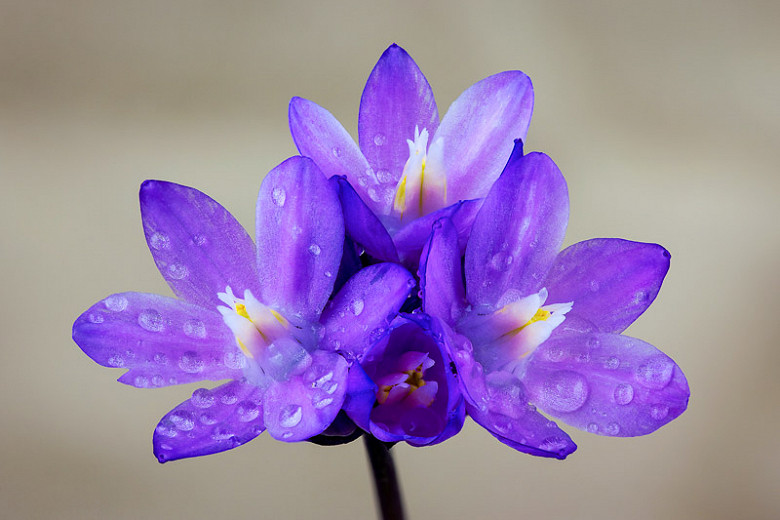 Eminia Blue Dicks flower 