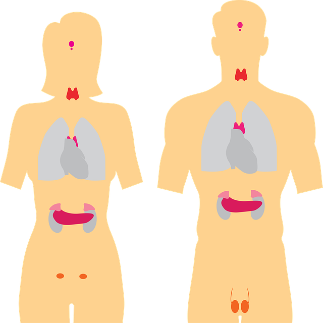 endokrinní systém, endokrinní, anatomie