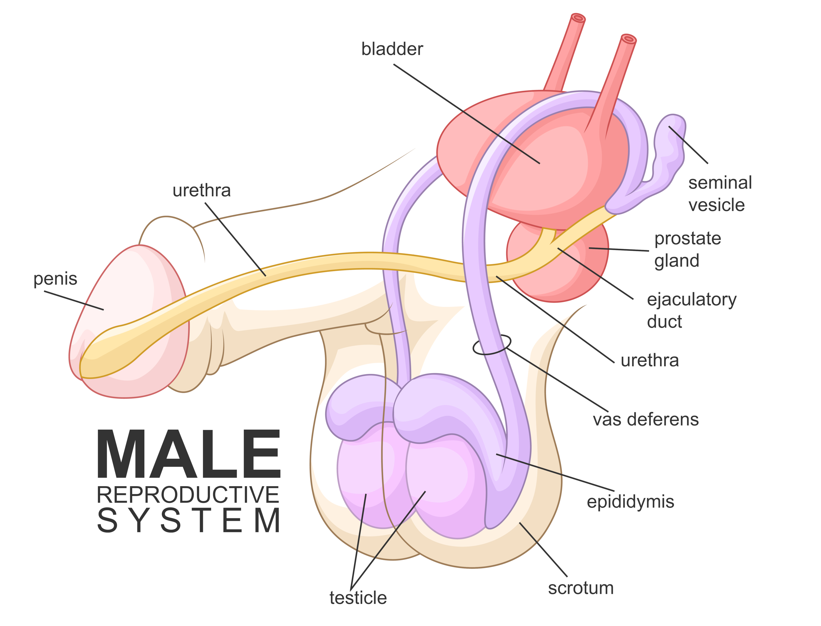 illustrates various parts of the human penis and other organs of the reproductive system.