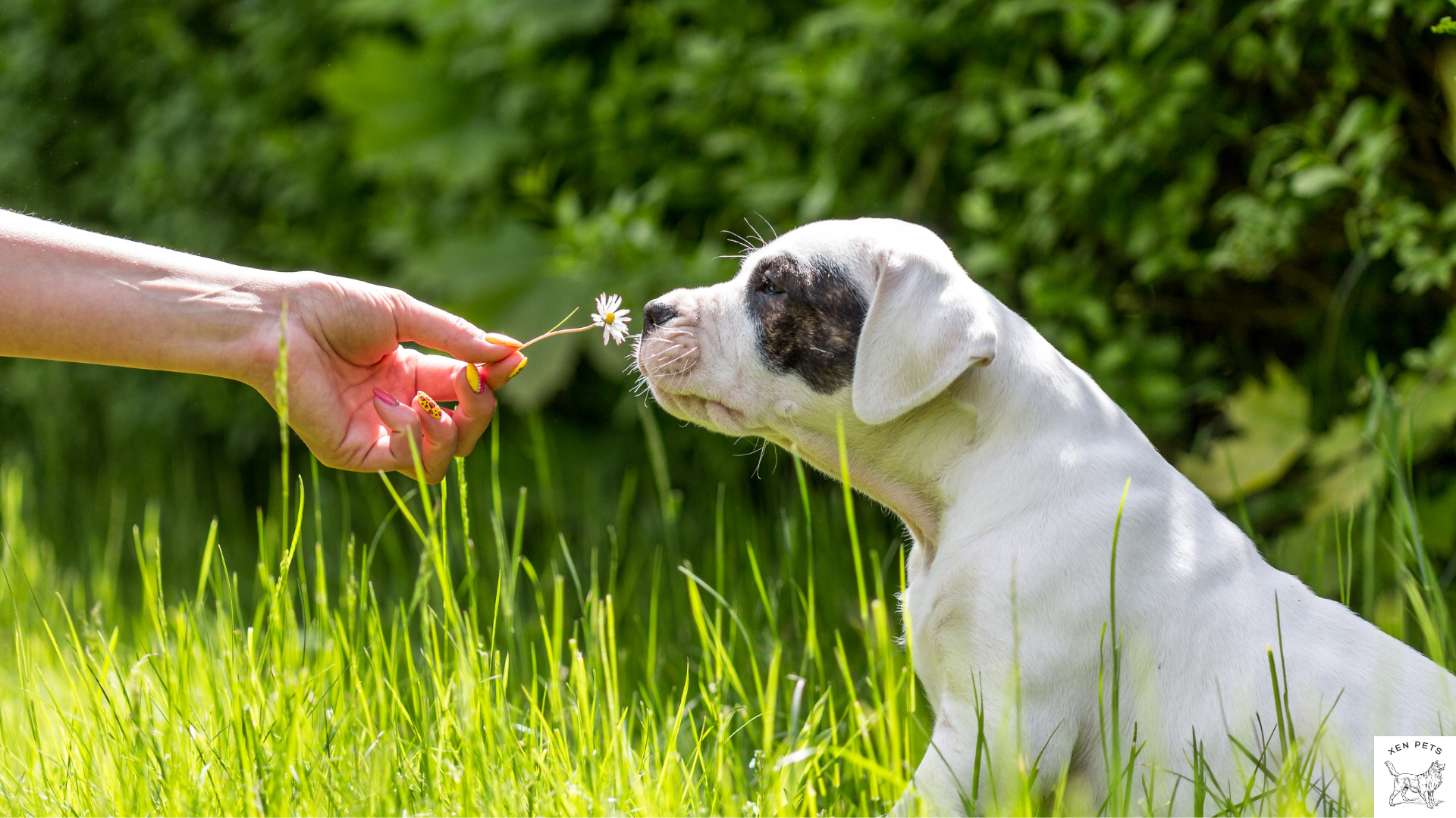 puppy smelling flowers