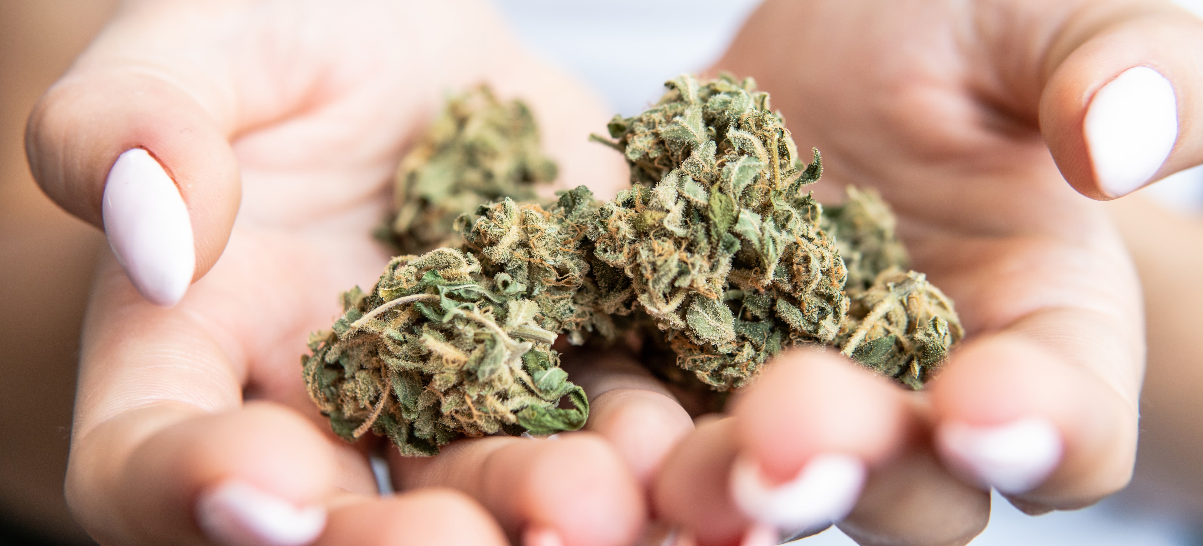 Exploring THCA Flower: Potential Benefits and Effects