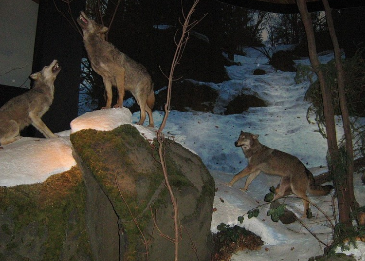 Wilki w Magurskim Parku Narodowym