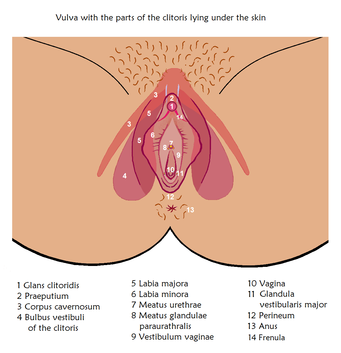 different techniques to experience pleasure for woman