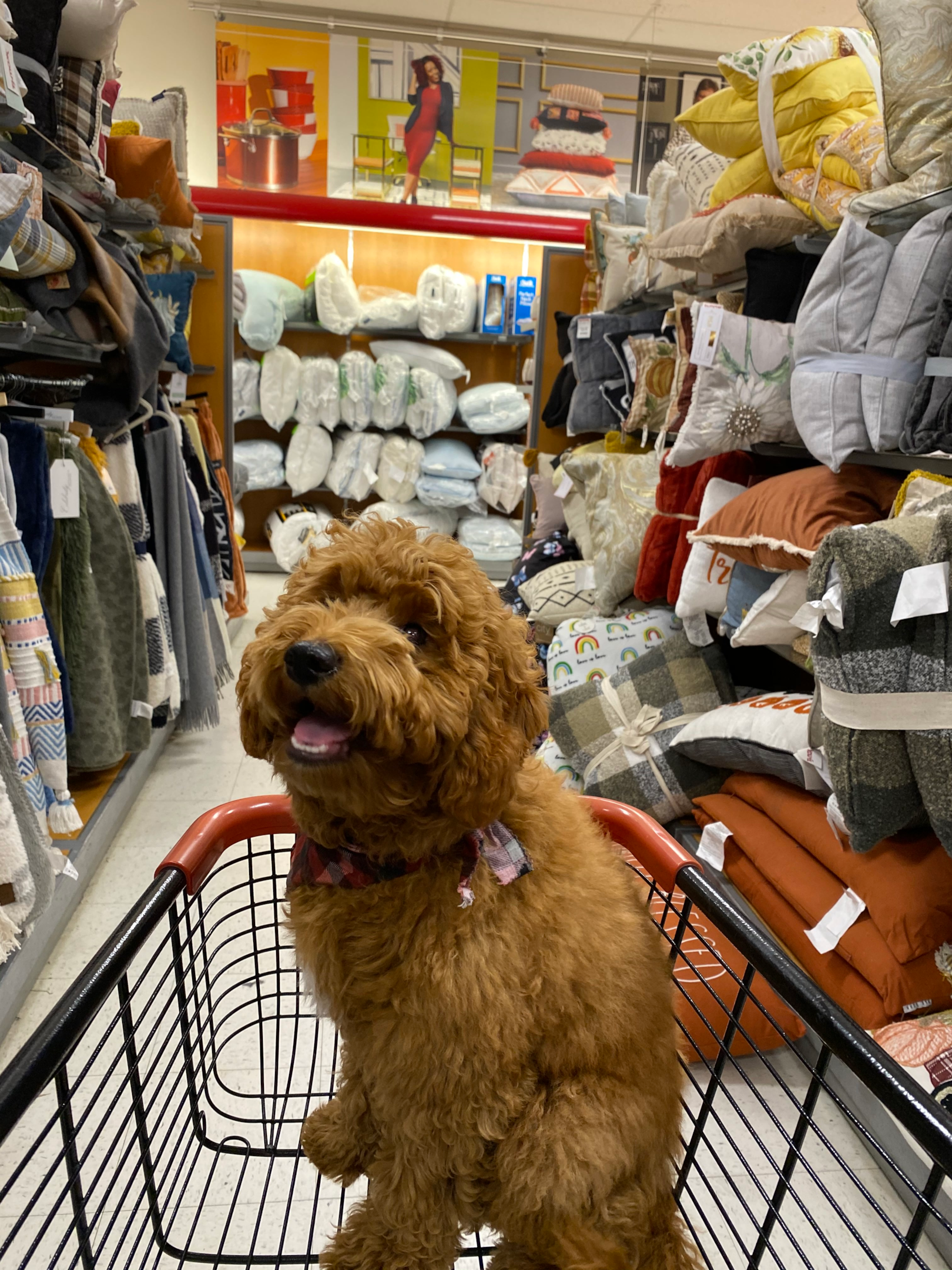 Image of a dog in a TJ Maxx shopping cart in one of the aisles. 