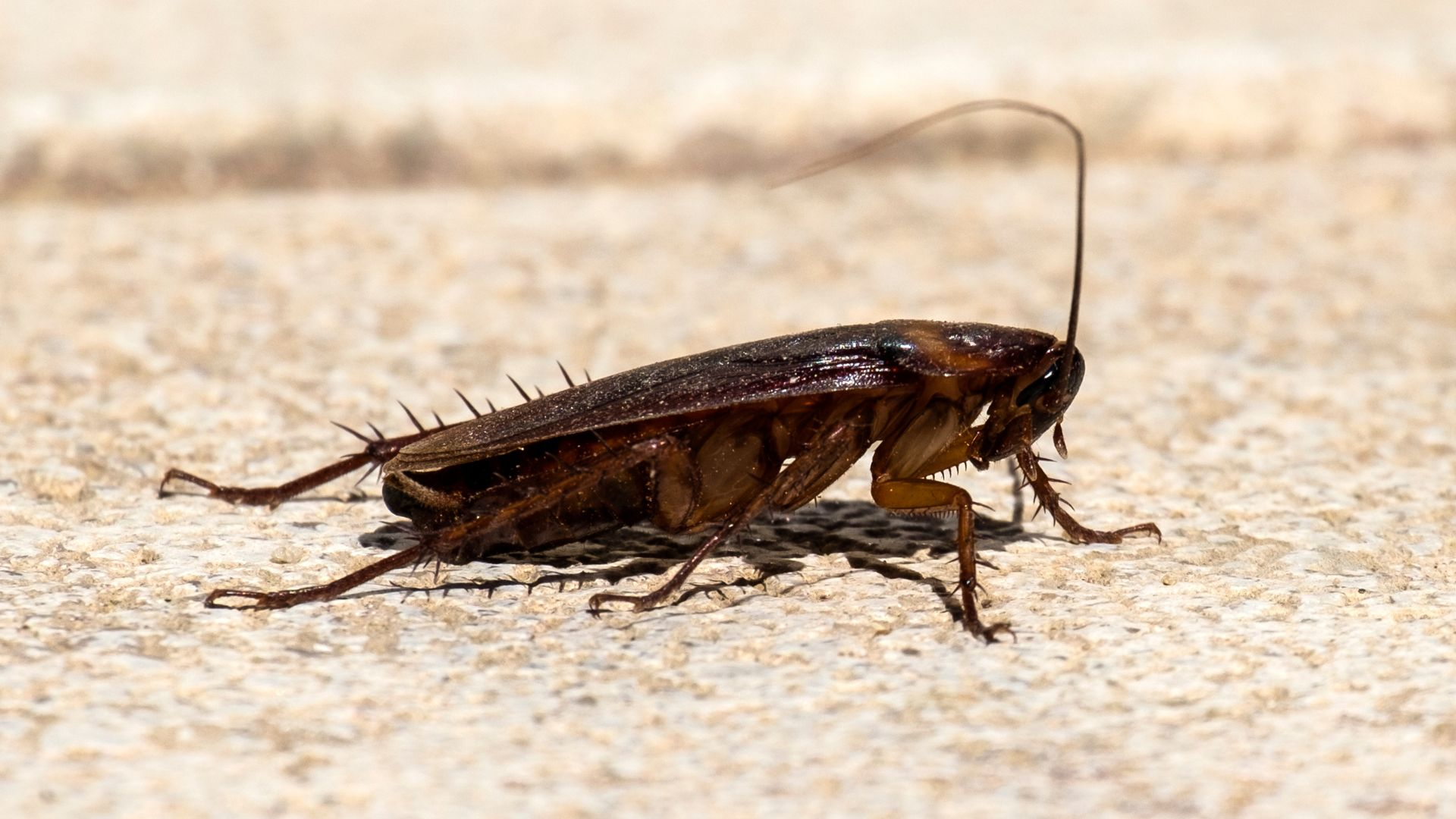 An image of an American cockroach on a stone surface.