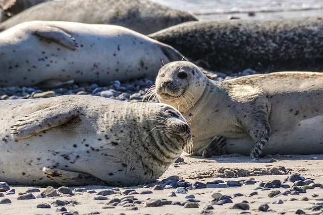 Where To See Seals In Norfolk