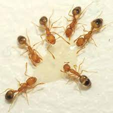 Pharaoh Ant Identification, Habits & Behavior | Florida Pest Control