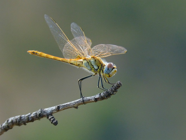 nature, dragonfly, branch