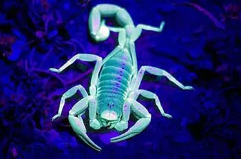 An image of a scorpion glowing under a blacklight.