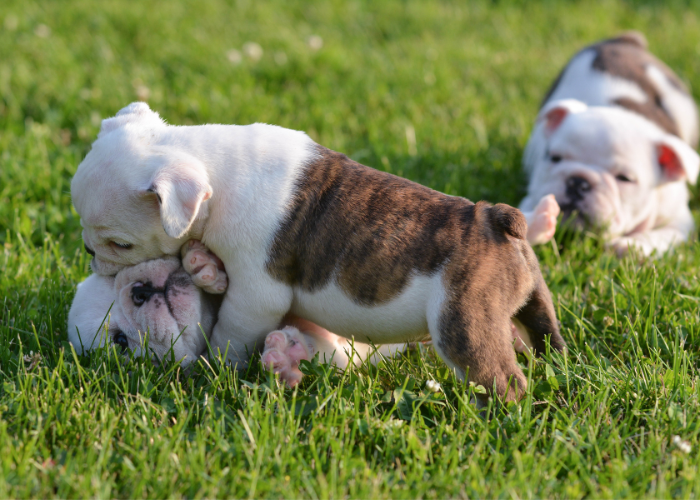 A few pups from a litter interacting with each other