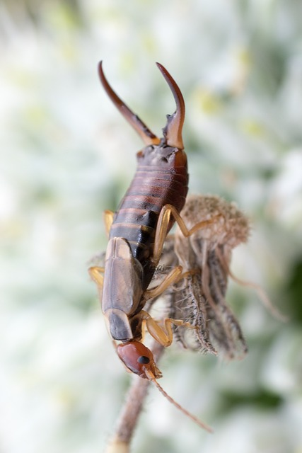 earwig, earwigs, dermaptera