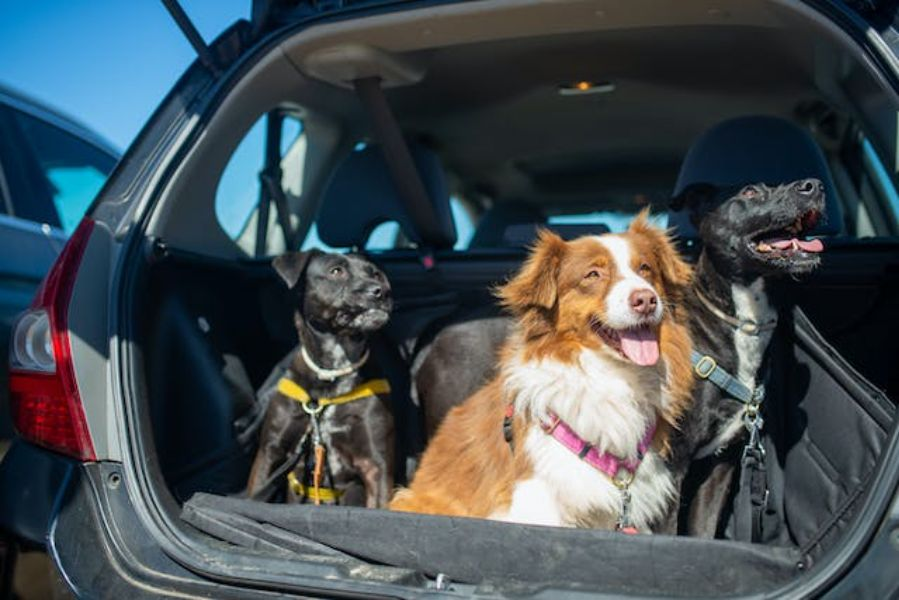 Three Dogs On The Car Boot