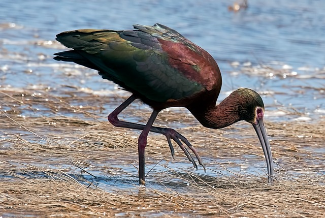 white-faced ibis, bird, animal