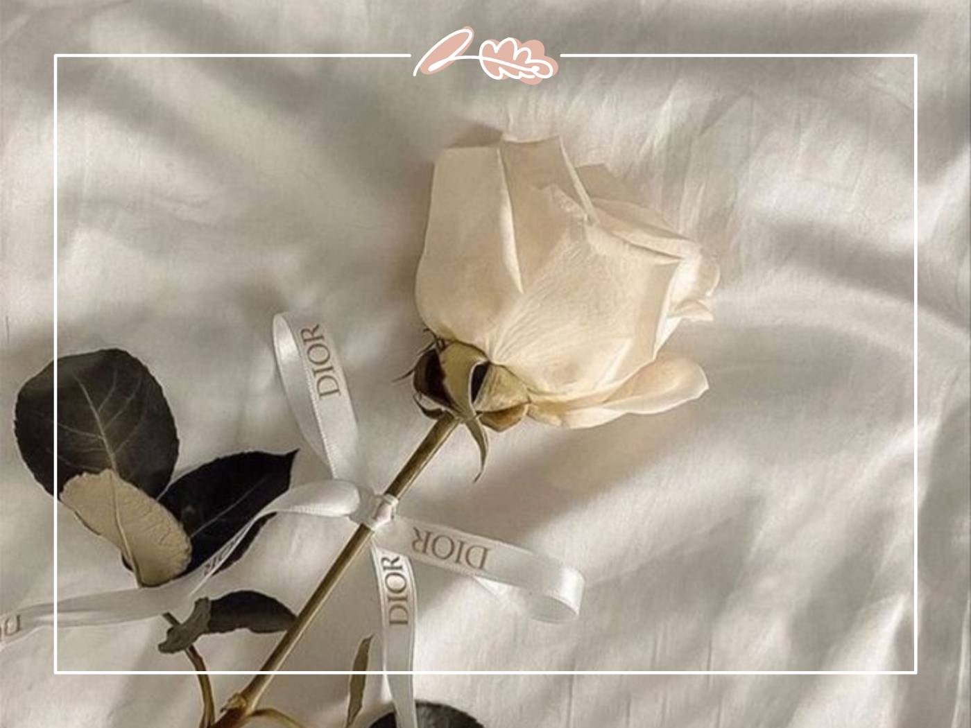 A single white rose with Dior ribbon placed delicately on a white fabric background - Fabulous Flowers and Gifts